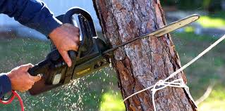 Best Hedge Trimming  in Los Angeles, CA